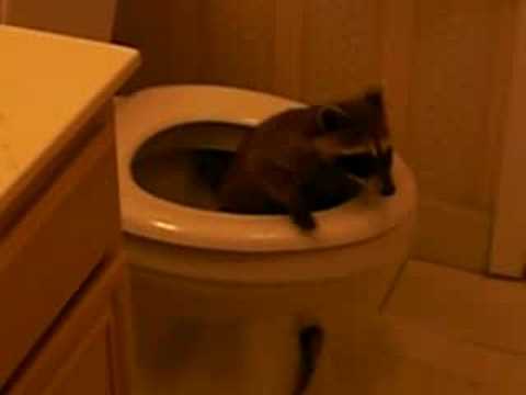 Scary raccoon in my toilet in the middle of the night